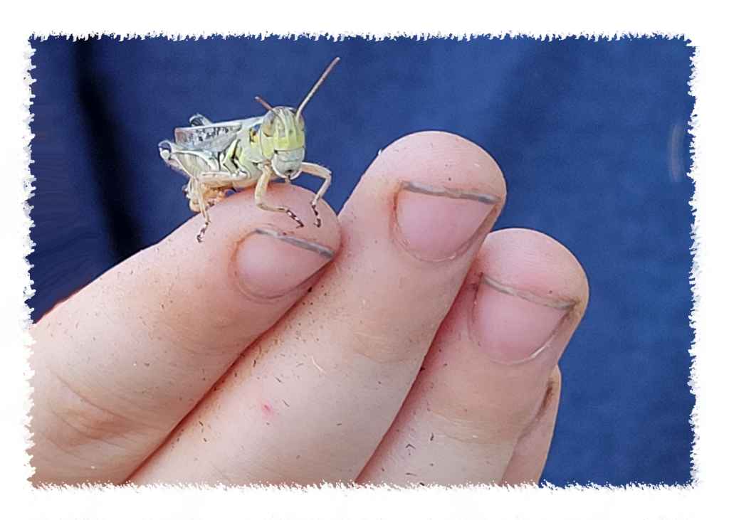 10 x Grasshopper Art Cards