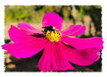 10x Bumble Bee Innisfree Art Cards