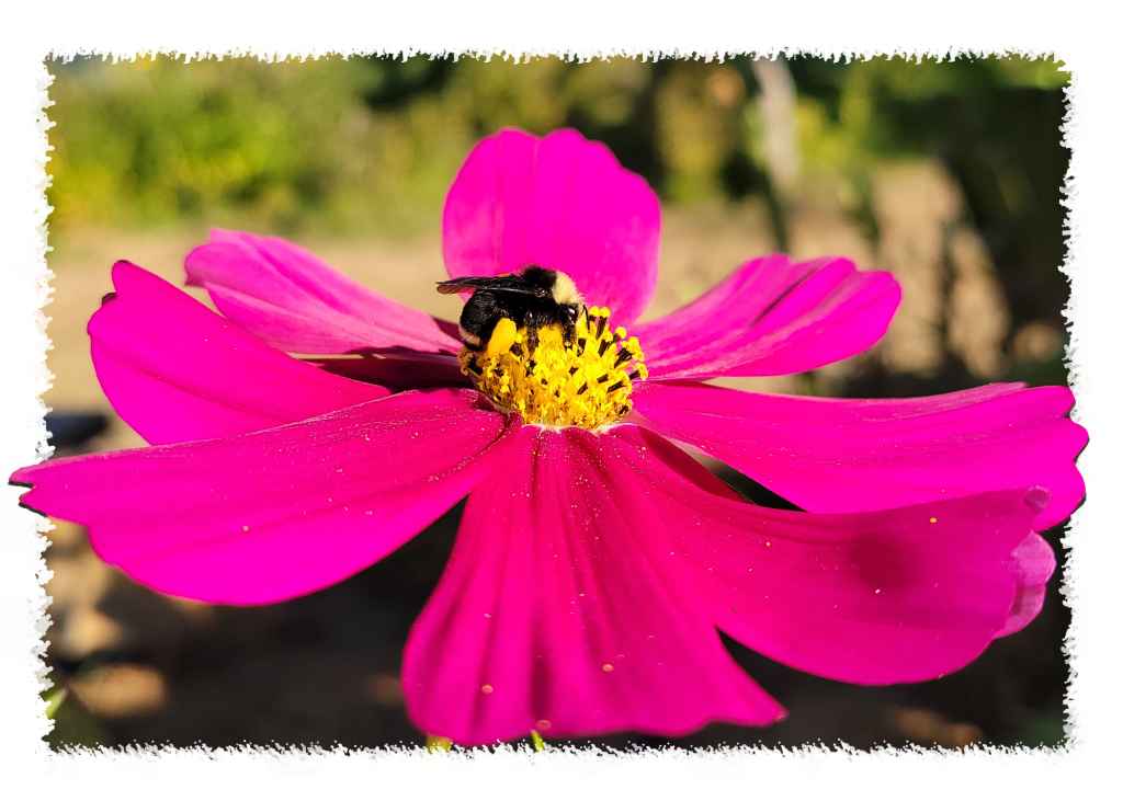 10x Bumble Bee Innisfree Art Cards
