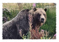 10 x Grizzly Art Cards