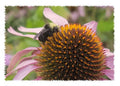 Bee Burgamot Art Cards