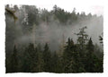 10x Fog in the Trees Art Cards